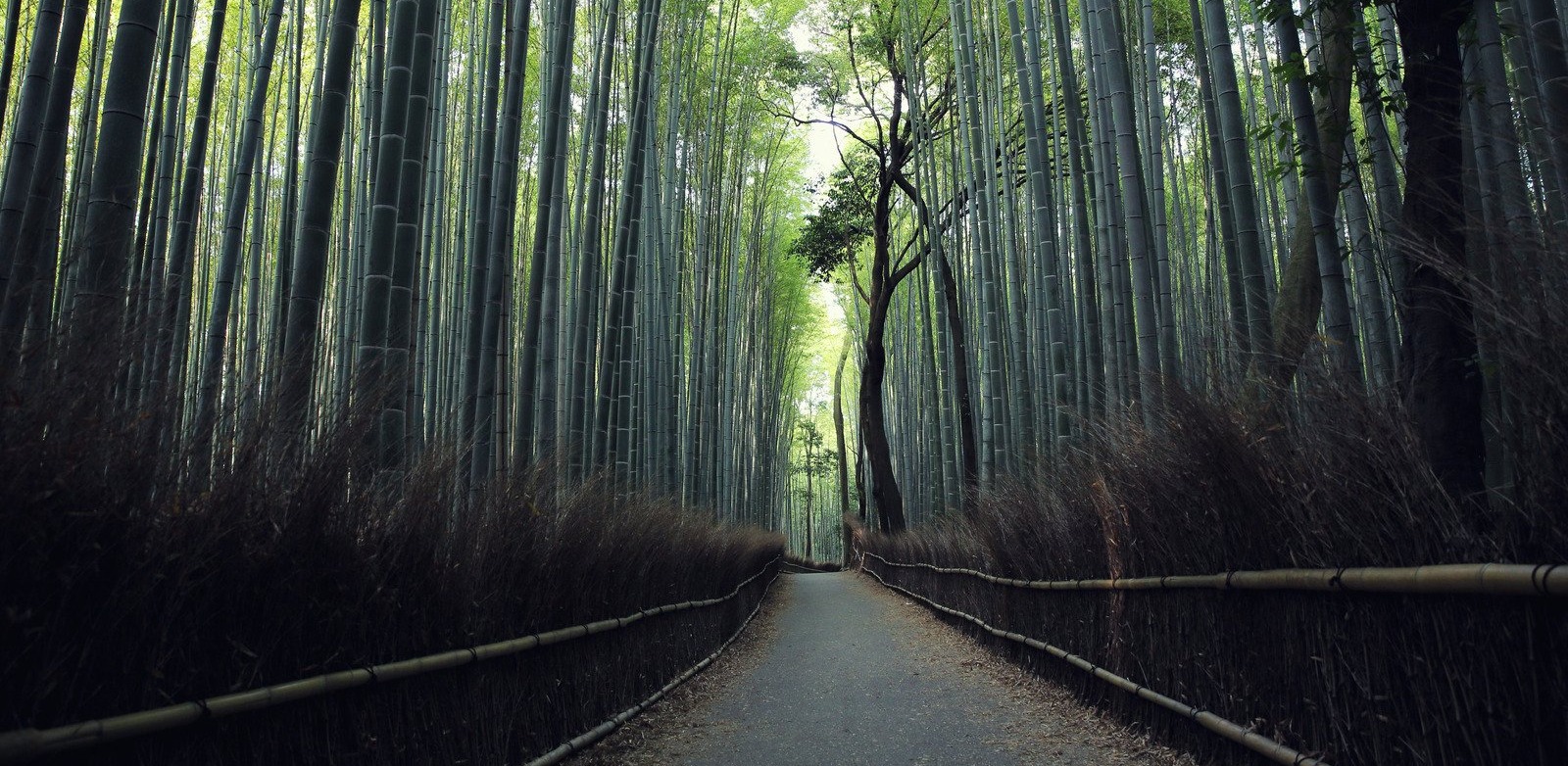 DangoTravel - Smart Japan Travel Planning